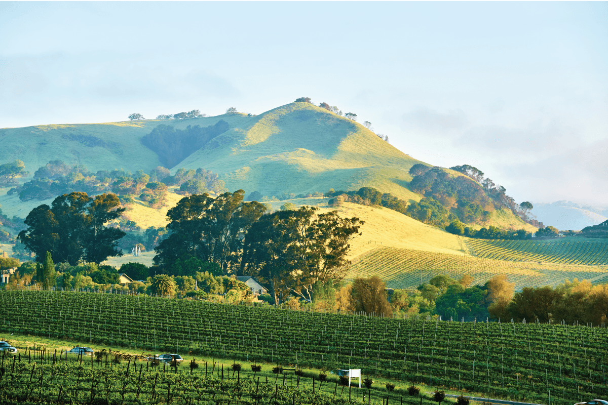 Scenic Sonoma County landscape