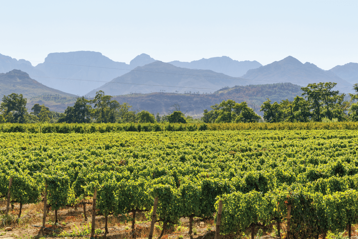 Vineyard in Sonoma and Napa wine country