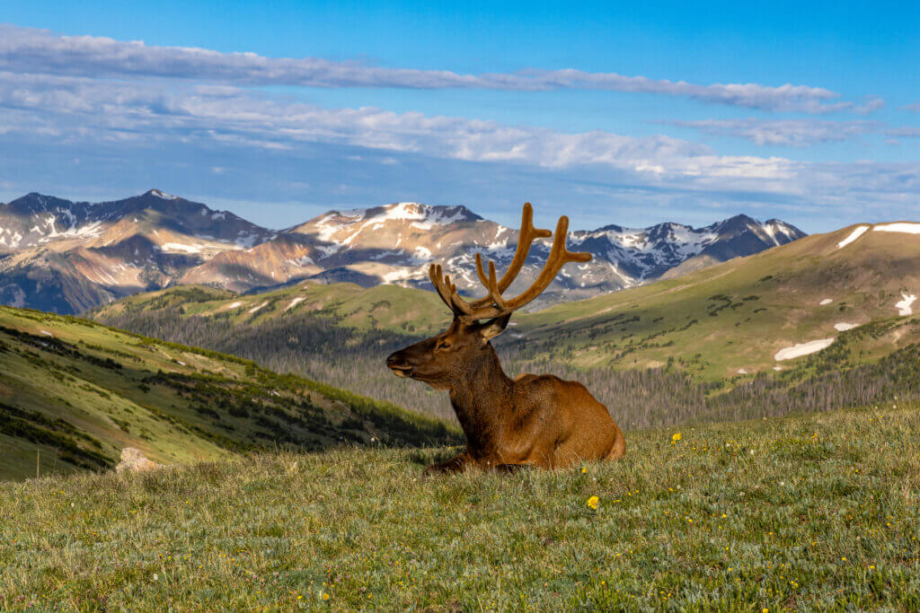 Elk resting in Rocky Mountain National Park, Colorado.